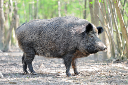 Wild Hog Diseases: What Do They Carry?